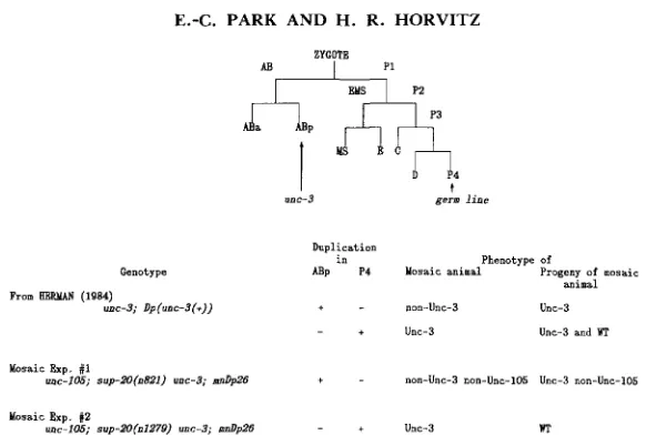 FIGURE 4.-Schematic the absence of the duplication in the cell ABp or P4 as determined by the phenotypes elegans