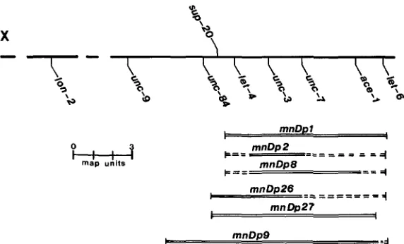 FIGURE 2.-Partial (HERMAN, tions, with dotted lines indicating that the corresponding markers have not been tested with respect sup-20 to map of LG X