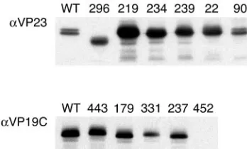 FIG. 6. Expression of the mutant TN polypeptides. Sf9 cells (1 �10mutants at an MOI of 5 PFU/cell