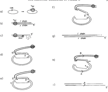 FIGURE 1 .-Model 1985). a, Following injection, the sticky ends 