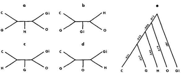 FIGURE 3.-Four ferred from the restriction site data. The orangutan of the possible networks among five primate species and the phylogeny in- five species are chimpanzee (C), gorilla (G), human (H), (0) and gibbon (Gi)