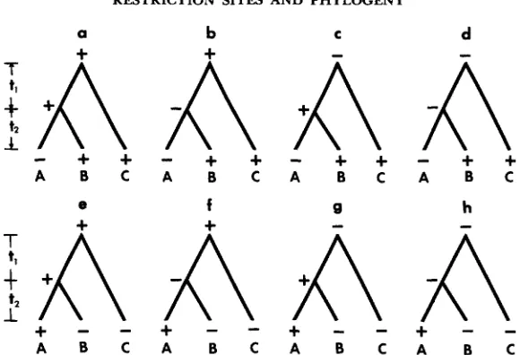 FIGURE B and of and Scenarios e, f, lower row: + g, and h are the in A but - in four possible scenarios that can give rise to the pattern at the + give rise 2.-Possible scenarios leading to a given pattern restriction-site distribution