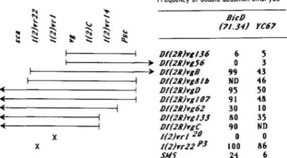 FIGURE are indicated in the table. The SM5IBic bicaudal produced at region mutations and females that were tested are sibs of the which visible or lethal complementation groups are deleted by mutation