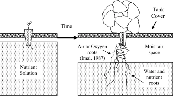 Fig. 1.  A model suspended pot, non-circulating hydroponic system at seedling stage              where the seedling container is partially immersed in nutrient solution and at              harvestable stage where an expanded moist air space forms after the