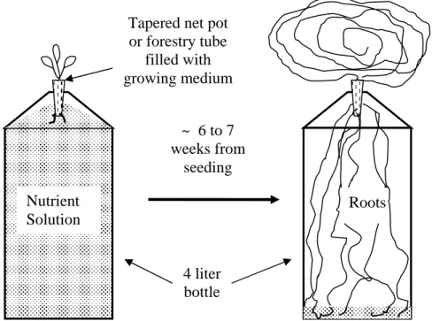 Fig. 2. Lettuce growing in a 4-liter plastic bottle. 