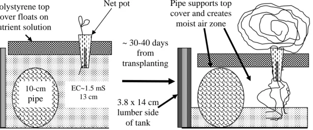 Fig. 4.  Growing lettuce by a float-support, non-circulating hydroponic system. 