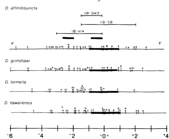 FIGURE 6.--Coniparison aligned at the and gel-isolated fragments (heavy bars) used as hybridization probes are indicated