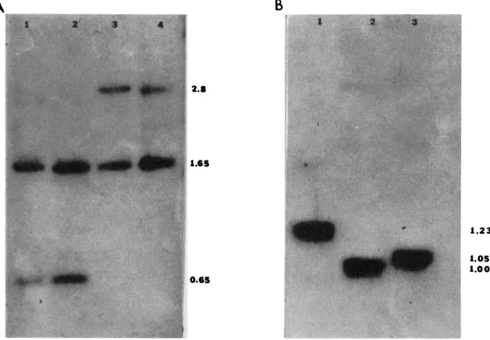 FIGURE 7.-lnterspecific as specified documenting the absence of the -2.3 site (Figure 6)