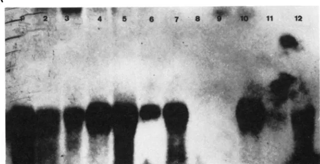 FIGURE 4.-Tissue-specific grimshawi; itre nitrocellulose and probed with tissue-specific RNAs RNA RNA