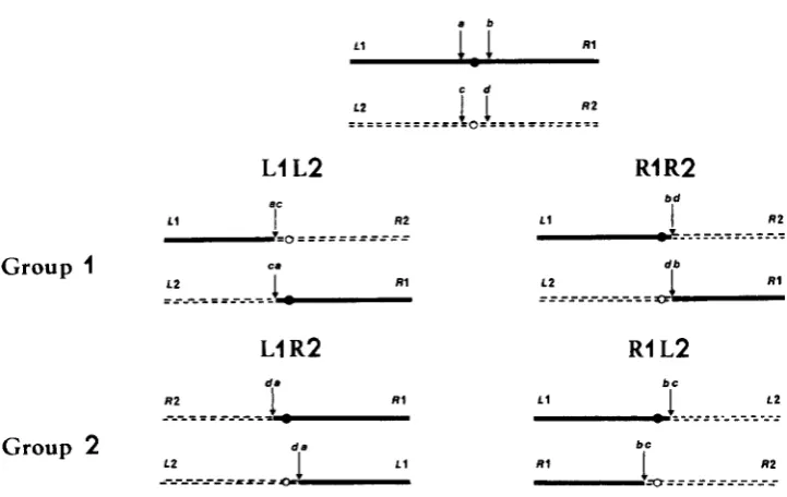 FIGURE 3.-Consequence as dotted lines with white centromeres. In the progeny chromosome; somes are shown as solid lines with black centromeres, those in the other wild-type chromosome ently isosequential groups same group, segregants with two black viable