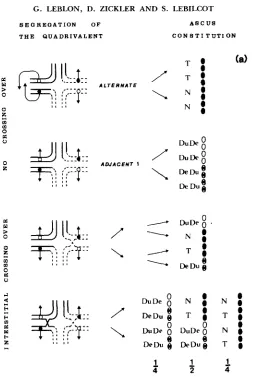 FIGURE 1.-a, jacent 1)-without asci; (DuDe ancl DeDu) leading to for the four black spores within 4b:4a asci quences type-I11 translocation (black centromeres) deficiency classes (not shown in figure)