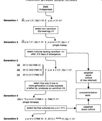 FIGURE 1 tion. .-Protocol employed for isolation of recessive lethals and their cytogenetic localiza- “Dp” refers to Dp(1;2)u+63i