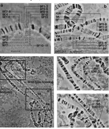FIGURE well squashed, this material appears separated from distal to identified by ZHIMULEV, photograph