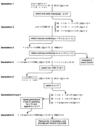 FIGURE . possible genotypes (a, 3.-Protocol used in generating lz r a d  m stocks. “Dp” refers to Dp(Z;2)v+63i