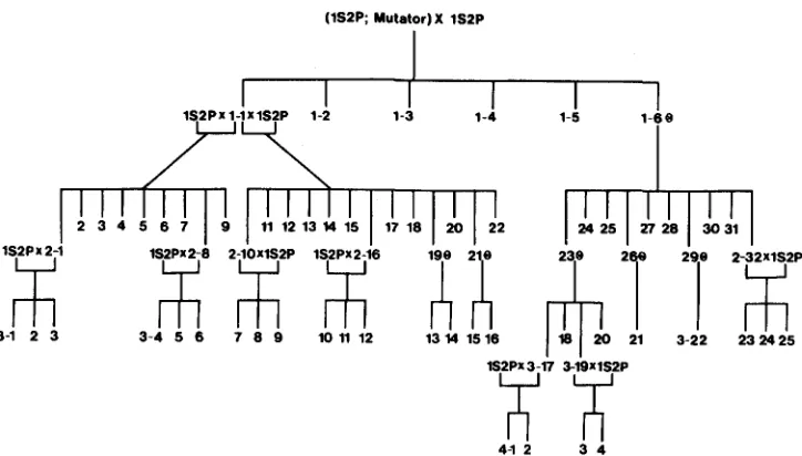 FIGURE I.-Family tree detectable copies of numbered with respect to the generation they occupy (1-4) and the position within their genera- tion (from left to right)