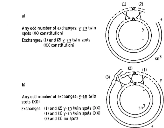 FIGURE +/+ + in combination with will result in a dicentric chromosome, which subsequently may get result, one with one ring chromosome and the other with one rod chromosome