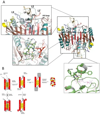 Figure 1: A, Right panel, structural model of the hemoglobinase fold of the caspase-3 homodimer