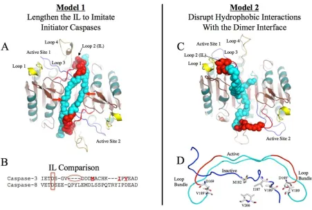 Figure 1:Proposed models for procaspase 3 activation. (A) Model of the active conformation of procaspase 3