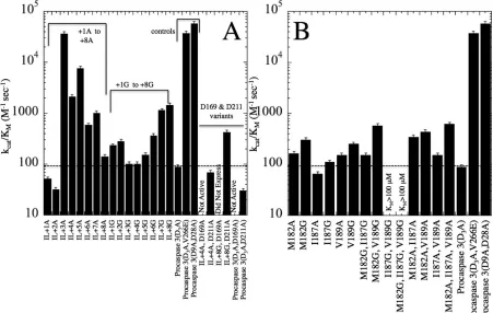 Figure 2:Enzyme activity assays. (A) Activity of IL insertion mutants +1A to +8A and +1G to +8G