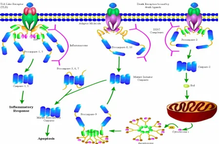 Figure 1: Caspase Activation Cascade (MacKenzie and Clark 2012). 