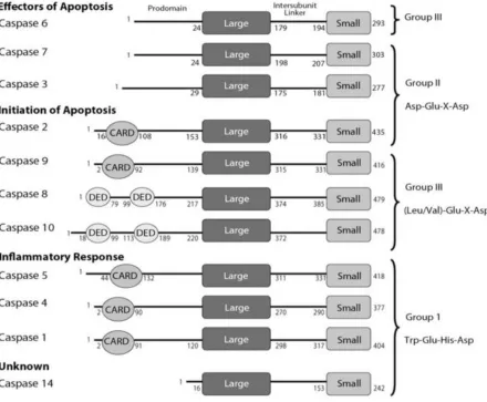 Figure 2:Caspase Domain Organization (MacKenzie and Clark 2012). 