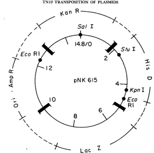 FIGURE I.-Structure of the 14.8 kb plasmid pNK615. Each of the four TnJO termini consists of the outermost kb LacZ segments, respectively
