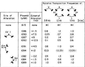 FIGURE 2.-Structures of DNA from the unique gative episome positions conjugants containing the pNK6 15 origin on the transposed segment