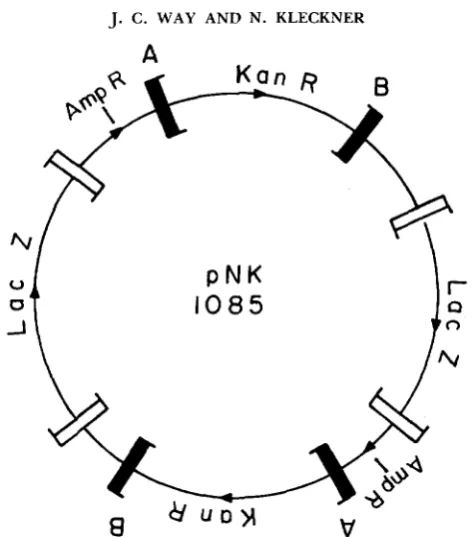FIGURE 4.-pNK1085 recA is a dimeric form of pNK1084 (Figure 2) obtained and purified in a - host
