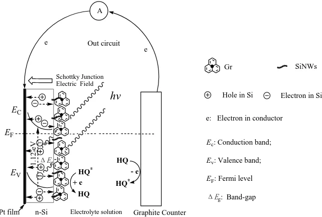 Figure  6. Proposed mechanism for photoelectrochemical sensing of HQ  