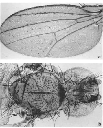 FIGURE 3.--?'tie tles. Most of these are located on the veins, principally found on the wing blade itself