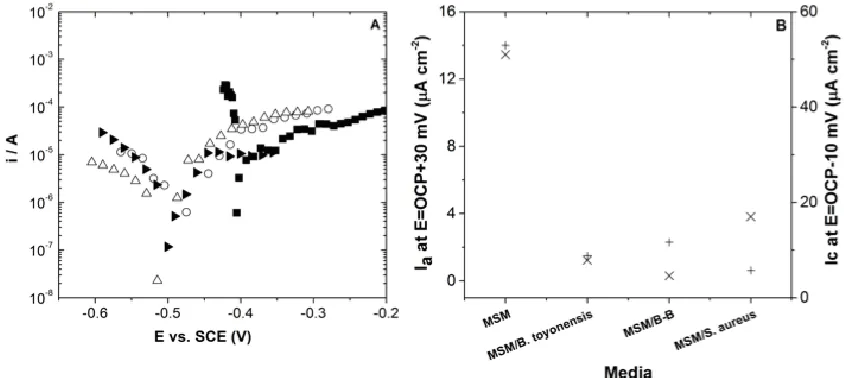 Figure 5.  Polarization curves of AA 2024-T3 after 21 day of exposure in MSM () sterile, ( ) S