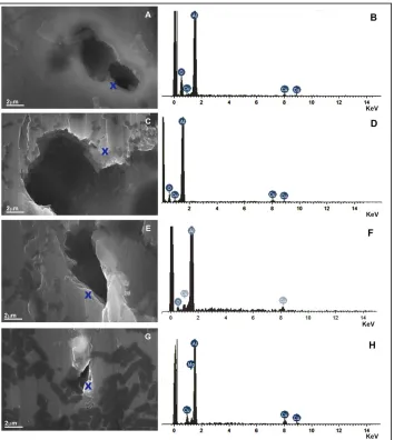 Figure 6. SEM/EDX analysis of AA2024-T3 alloy sample after to be exposed to (a,b) B. toyonensis(c,d) S