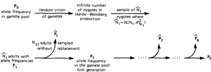 FIGURE 1.-The life cycle used in the computer simulation that incorporates random genetic drift and sampling of allele frequencies