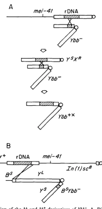FIGURE 1.-Construction origin euchromatic regions of the the and a covered from h(1)sc8, was obtained