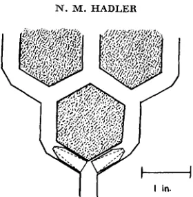 FIGURE 1 Alleys are formed by glueing black nylon hexagons (rubber of lucite. Lucite cones are inserted in each arm of a .-Diagramatic representation of the hexagonal structural unit of the photomazes