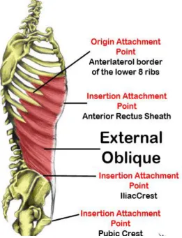 Fig 1. Anatomy of External Oblique 