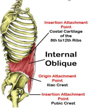 Fig 2. Anatomy of Internal Oblique 