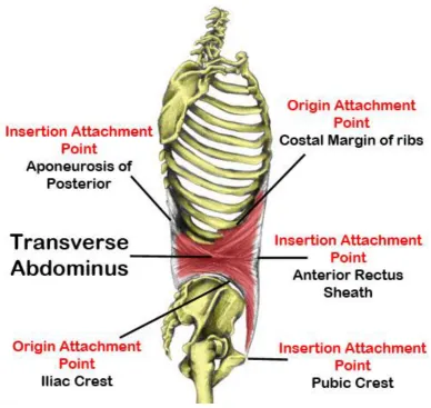 Fig 3. Anatomy of Transverse Abdomius 