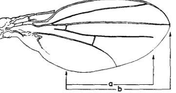 FIGURE 1.-The expression of cP-G is measured as the percentage ratio of the length of the fourth vein (a) to the length of the third vein (b), both measured from the first cross-vein