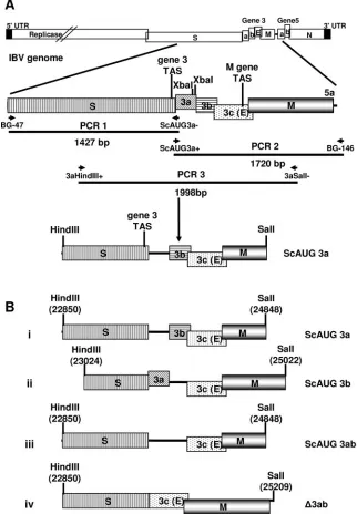 FIG. 1. Construction of the modiﬁed IBV gene 3 cDNAs. (A) Modiﬁcations to the Beaudette gene 3 were carried out using overlapping PCRmutagenesis