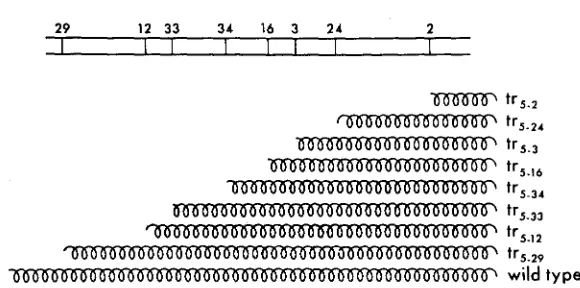 FIGURE 4.Cchematic representation predicted of the proteins formed by super-suppressible mutants, by the nonsense model