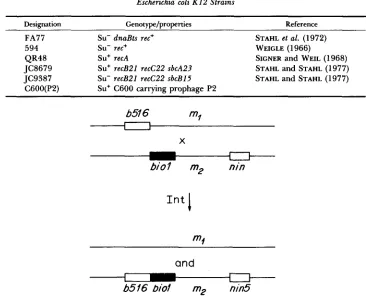 TABLE 2 Escherichia coli K 1 2  Strains 