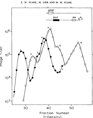 FIGURE 3.-The progeny from a (P2), which fails to plate in a cesium formate density gradient