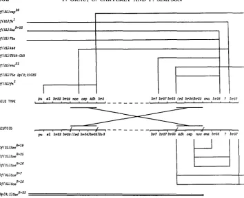 FIGURE 1.-Genetic map in Tables NER, The limits shown. of region 35 in wild-type and Sco chromosomes taken from ASHBUR- TSUEWTA and WOODRUFF (1983)
