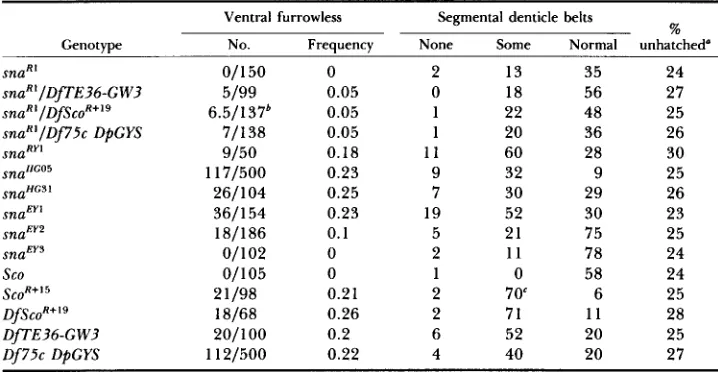 TABLE 4 Viability of homozygotes and transheterozygotes Dp(2; of snail alleles in the presence of l)S~o~+~' 