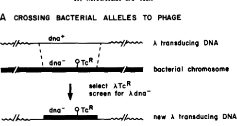 FIGURE and B, recipient infected with the new phage and a TcR, dnaE(Ts) bacterium indistinguishable from strain X segment are arbitrary