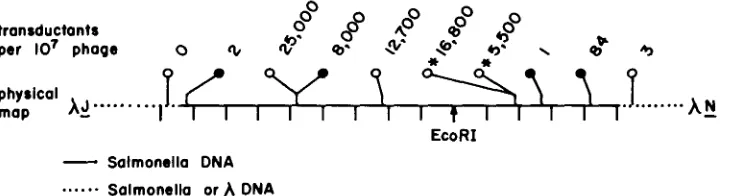FIGURE 1.-Map position and transduction of TnlOA insertions in XRM354. The line illustrates the physical map of the cloned DNA present in ARM354 are not known with precision, and it cloned DNA