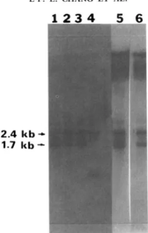 FIGURE 5.-Southern endonucleases of independently isolated integmtive transformants and a control strain were digested with restriction to SK903