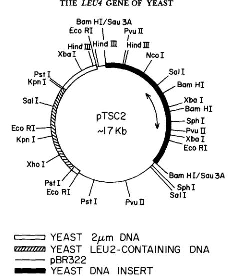 FIGURE - indicates the presumed location 1.-Restriction map of plasmid pTSC2 drawn to scale