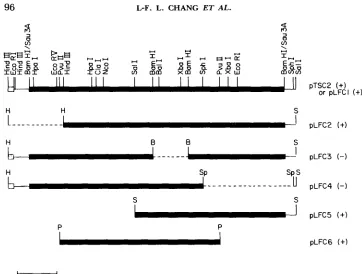 FIGURE 2.-Detailed restriction map of the 6.5-kb yeast delimitation of the HBlSO-complementing region